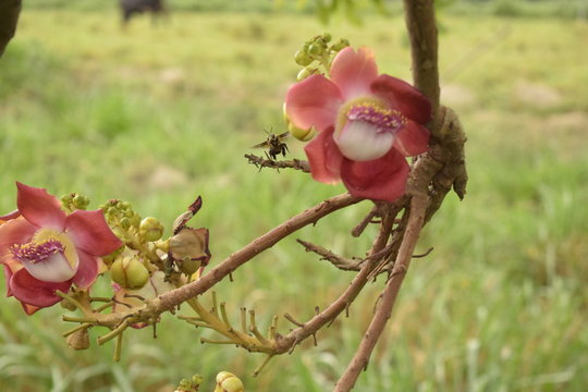 Couropita guianensis 
