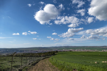 green wheat fields and city, wheat fields and nature in spring,