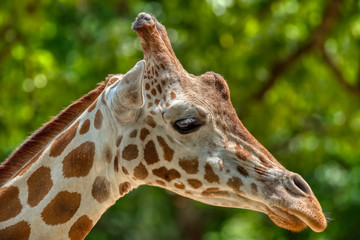 A closeup of a giraffes head with a blurred green background.