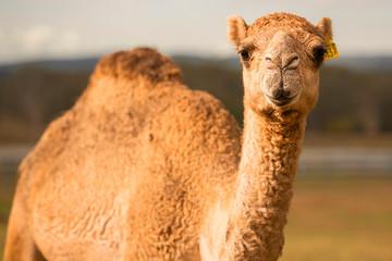 Large beautiful camel
