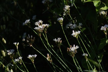 Fragrant false garlic flowers (Nothoscordum gracile)