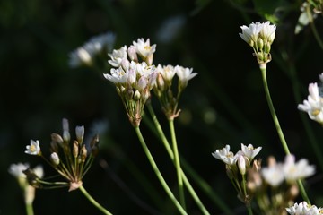 Fragrant false garlic flowers (Nothoscordum gracile)