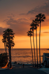 Palm trees and street at sunset, at Windansea Beach, in La Jolla, San Diego, California