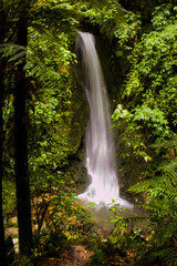 Waterfall in deep forest, north island, New Zealand