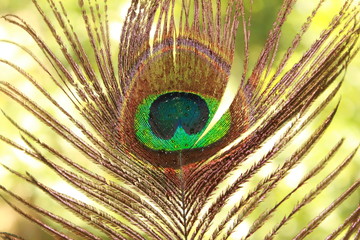 peacock feather 