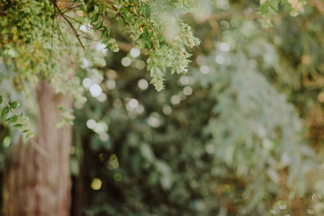 fondo con hojas verdes