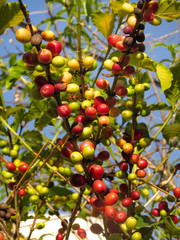 Coffea arabica plantation with colorful grains