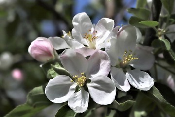 Apple Blossom in the Srping