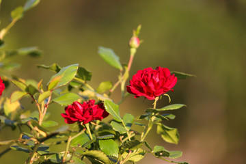 Red roses and green leaves in the garden.