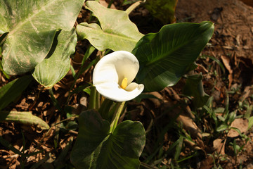 Calla lily flower and green leaf
