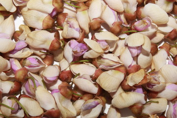 White purple and pink flowers of Millettia pinnata.floral pattern, white background
