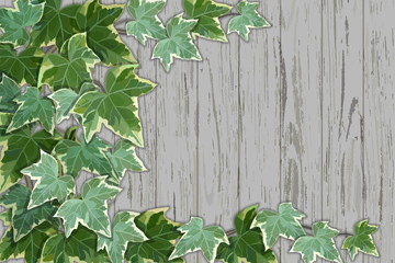 Old rustic wooden wall half covered by common ivy