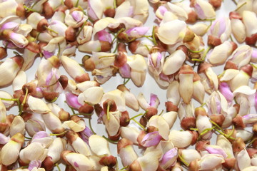 White purple and pink flowers of Millettia pinnata.floral pattern, white background