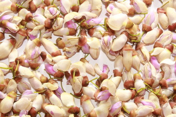 White purple and pink flowers of Millettia pinnata.floral pattern, white background