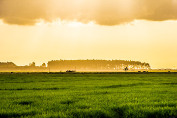 rice paddies in yellow and green