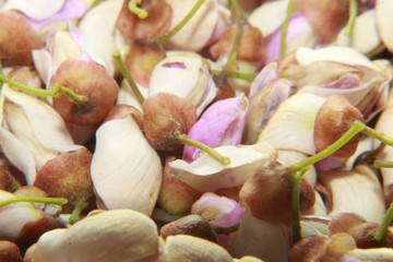 White purple and pink flowers of Millettia pinnata.floral pattern, white background