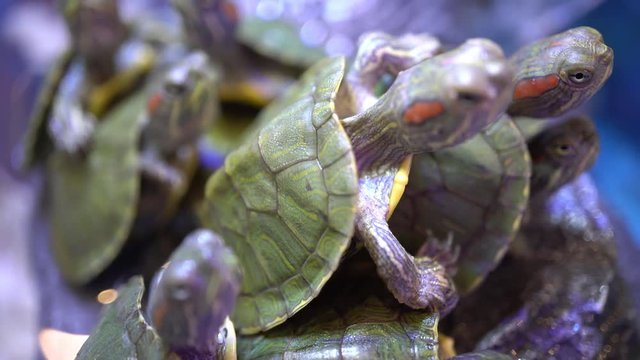 funny aquatic turtle are making a natural pyramid on a floating piece of wood