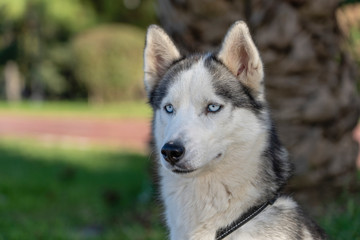 Siberian husky dog with blue eyes sits and looks, outdoors in nature on a sunny day, close up