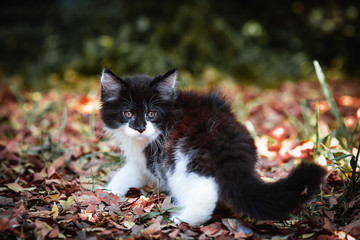 Black and white Maincoon cat chilling and sitting in  green garden. Yellow eyes cat outdoor in daytime lighting sitting on wooden log. Healthy black and white kitten in forest. Small cat walking