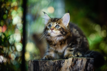 Naklejka na ściany i meble Brown tabby Maincoon cat chilling and sitting in green garden. Yellow eyes cat outdoor in daytime lighting sitting on wooden log. Healthy black kitten in forest. autumn season garden