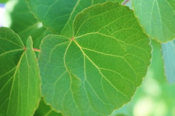 葉っぱ　カツラの葉　ハート型　杤木