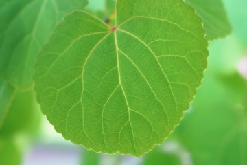 葉っぱ　カツラの葉　ハート型　杤木