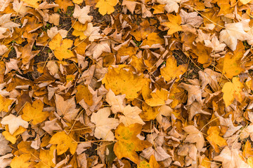 Background of yellow autumn leaves on the floor