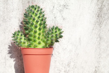 cactus in the garden