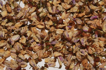 dying flowers of Millettia pinnata.