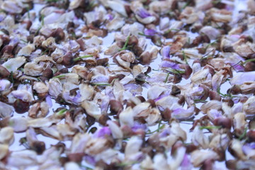 Close up white purple and pink flowers of Millettia pinnata.