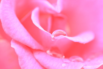 Fototapeta na wymiar 水滴が付いた薔薇の花のクローズアップ
