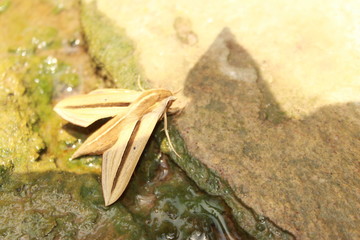 Hunter hawkmoth butterfly