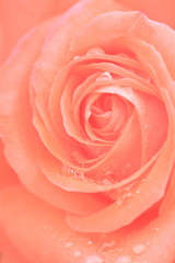 Fototapeta na wymiar 雨粒が付いたオレンジ色のバラ