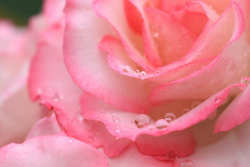 水滴が付いた薔薇の花のクローズアップ