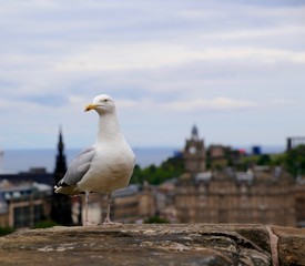 Seagull perched on stone wall above Edinburgh Scotland