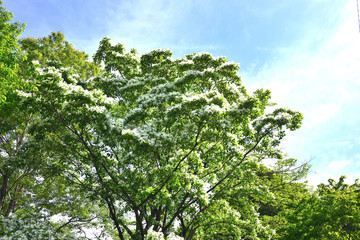 Obraz premium ヒトツバタゴ