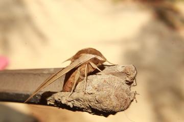 Hunter hawkmoth butterfly