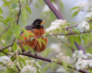 puffed up robin sitting in a white flowering tree 
