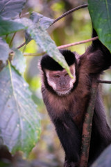 Obraz premium Macaco-Prego