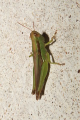 praying mantis