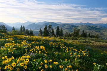 Fototapeta premium Arnica in meadows in full bloom. Rolling hills near Winthrop. North Cascades Mountains. Washington. United States of America
