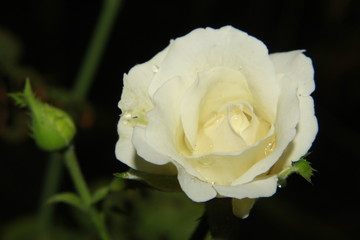 Vibrant white rose flower.