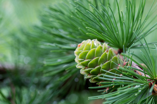 Spring Larch Cones On Twig