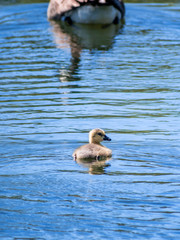 Geese and goslings are enjoying family life 