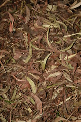 Dry Acacia leaves on ground. commonly known as the wattles or acacias.