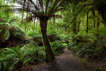 Tree ferns on trail to Beauchamp Falls, Great Otway National Park, Australia