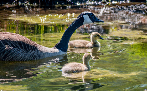 Geese and goslings are enjoying family life 