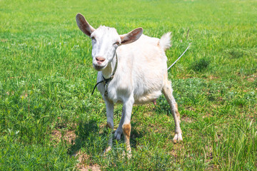 White horned goat tied to graze in the spring or summer meadow