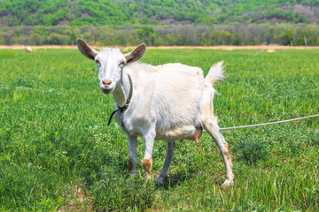 Obraz premium White horned goat tied to graze in the spring or summer meadow