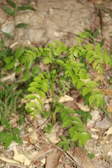 The curry tree (Murraya koenigii) also known as karuveppilai, sweet neem, kadi patta or curry vepila native to India.